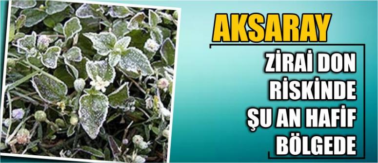 Aksaray Zirai Don Riskinde Şu An Hafif Bölgede