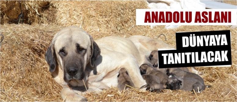 Anadolu Aslanı" Dünyaya Tanıtılacak