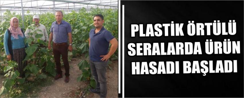 Plastik Örtülü Seralarda Ürün Hasadı Başladı