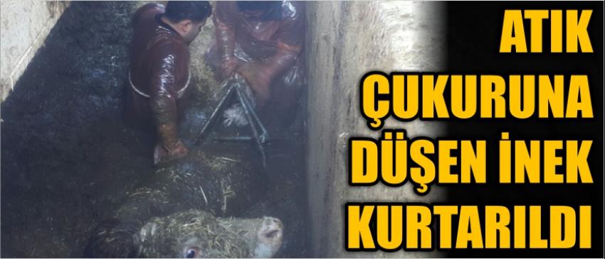 Atık Çukuruna Düşen İnek Kurtarıldı