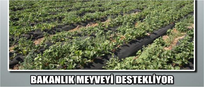 Bakanlık Meyveyi Destekliyor
