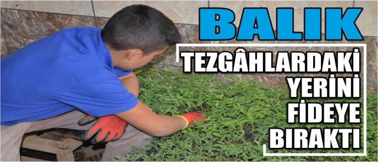 Balık Tezgâhlardaki Yerini Fideye Bıraktı