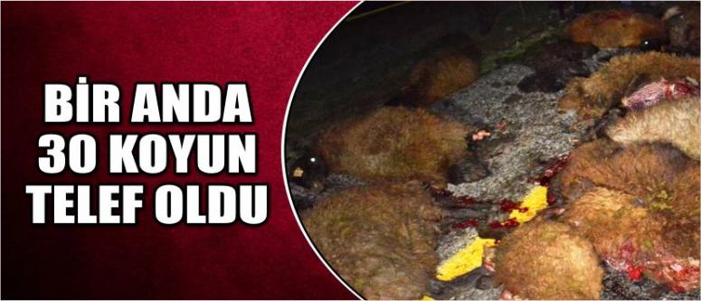 Bir Anda 30 Koyun Telef Oldu