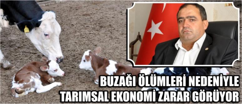 “Buzağı ölümleri nedeniyle tarımsal ekonomi zarar görüyor”