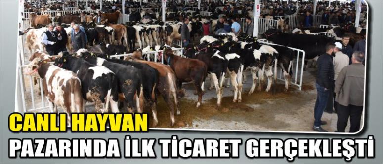 Canlı Hayvan Pazarında İlk Ticaret Gerçekleşti