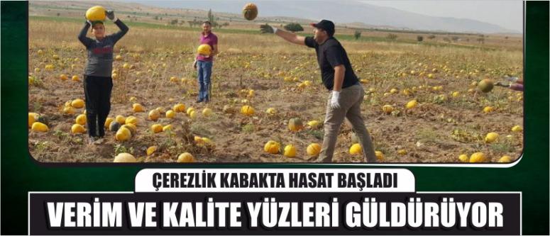 Çerezlik Kabakta Hasat Başladı