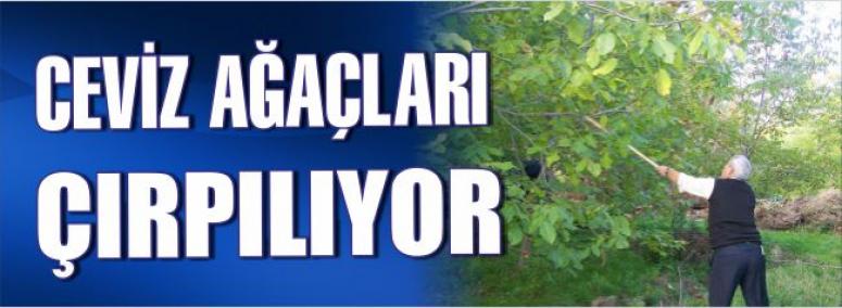 Ceviz Ağaçları Çırpılıyor 