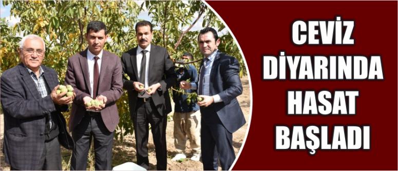 Ceviz Diyarında Hasat Başladı