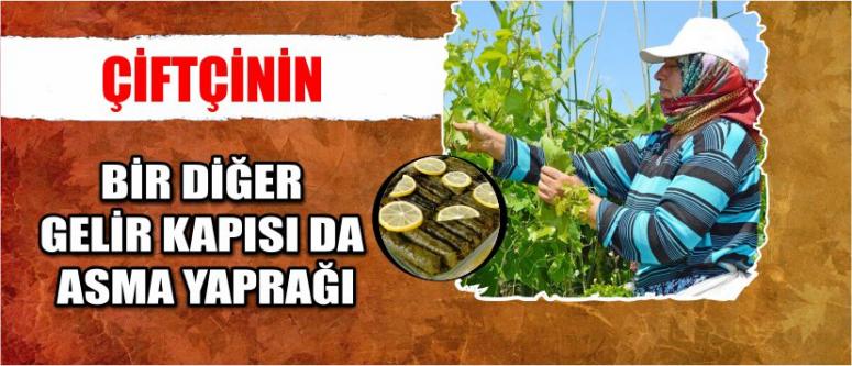  Çiftçinin Bir Diğer Gelir Kapısı Da Asma Yaprağı