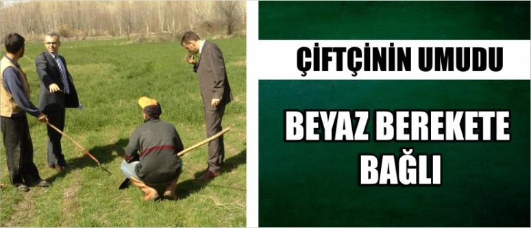 Çiftçinin Umudu Beyaz Berekete Bağlı
