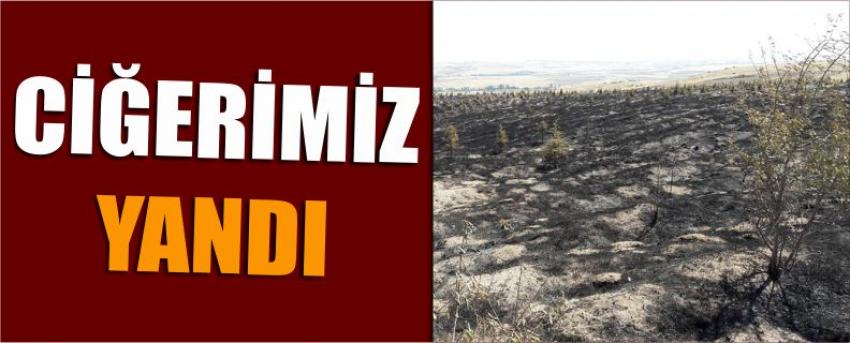 Ciğerimiz Yandı