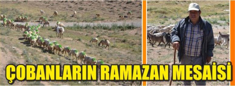 Çobanların Ramazan Mesaisi