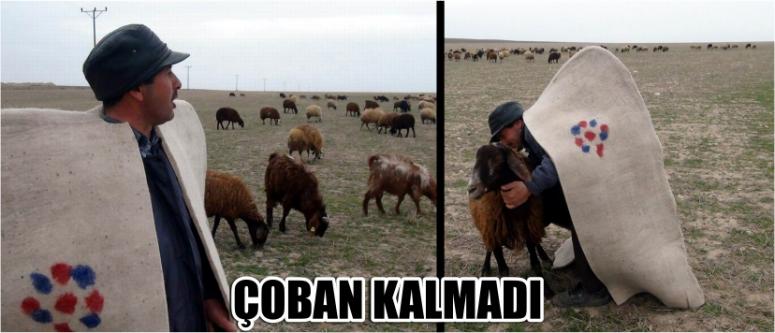  Çoban Kalmadı