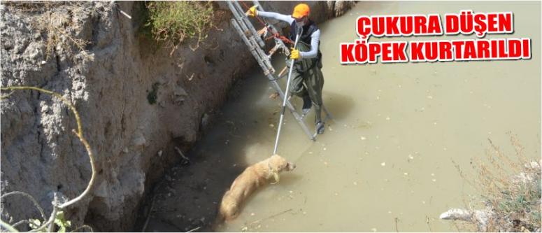 Çukura Düşen Köpek Kurtarıldı