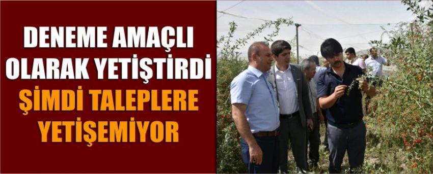 Deneme Amaçlı Olarak Yetiştirdi Şimdi Taleplere Yetişemiyor 