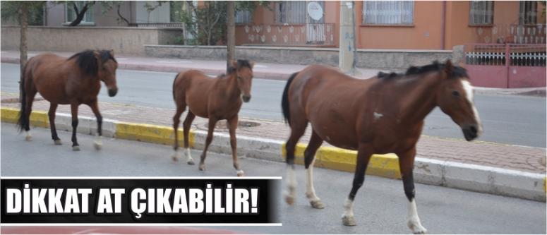 Dikkat At Çıkabilir!