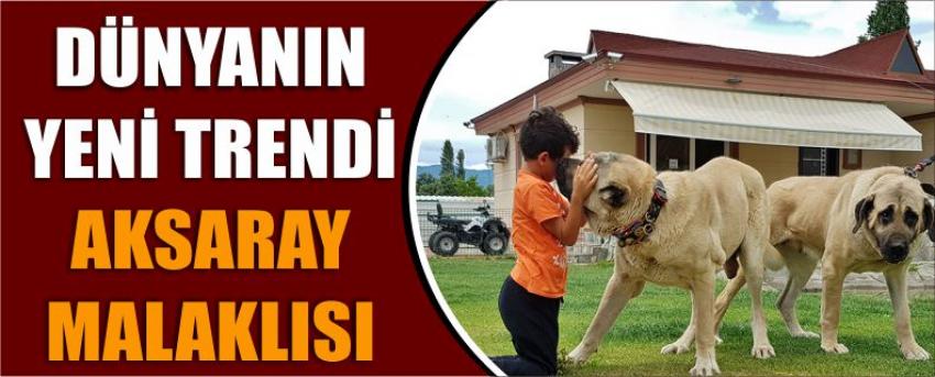 Dünyanın Yeni Trendi Aksaray Malaklısı