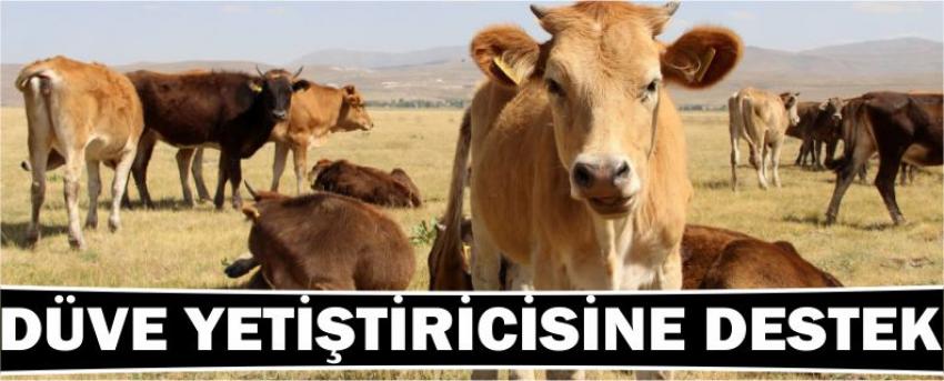 Düve Yetiştiricisine Destek