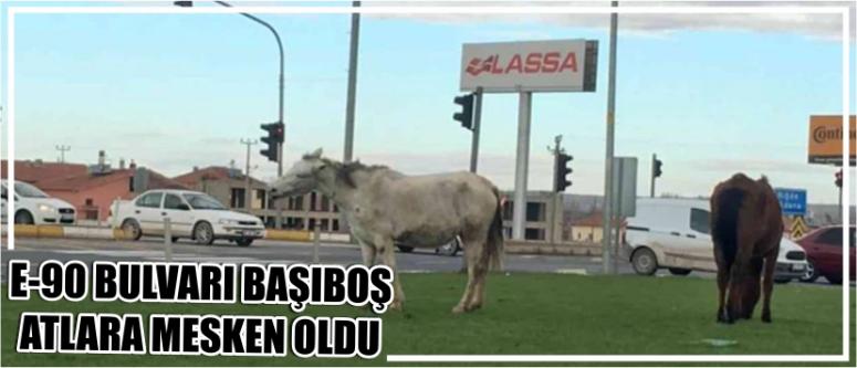 E-90 Bulvarı Başıboş Atlara Mesken Oldu