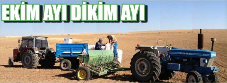 Ekim Ayı Dikim Ayı