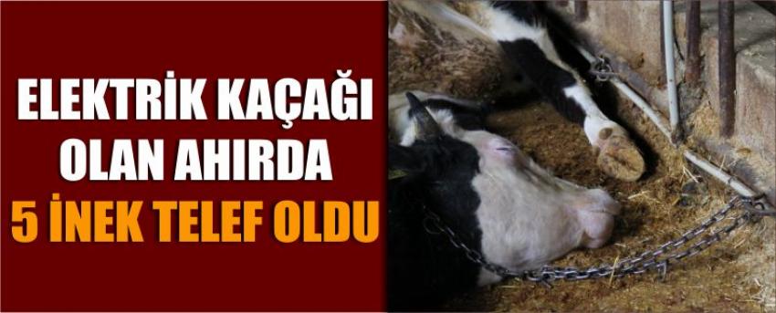 Elektrik Kaçağı Olan Ahırda 5 İnek Telef Oldu