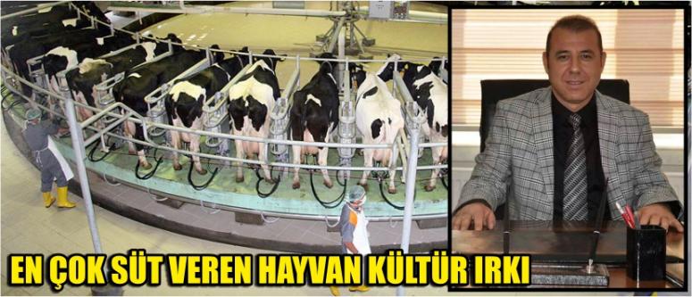 En Çok Süt Veren Hayvan Kültür Irkı