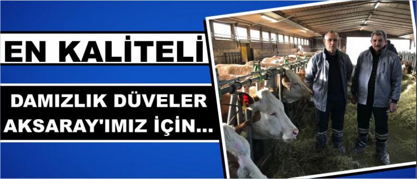  En Kaliteli Damızlık Düveler Aksaray’ımız İçin…