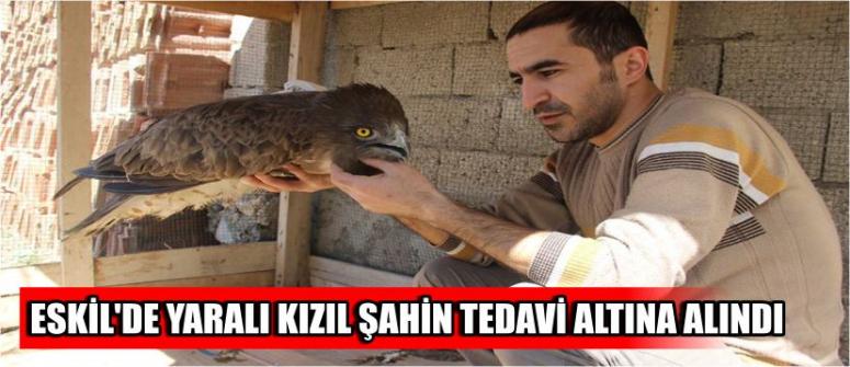 Yaralı Kızıl Şahin Tedavi Altına Alındı