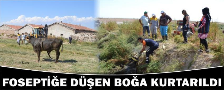 Foseptiğe Düşen Boğa Kurtarıldı