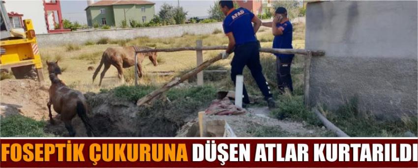 Foseptik Çukuruna Düşen Atlar Kurtarıldı