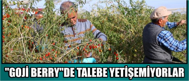 "Goji Berry"De Talebe Yetişemiyorlar