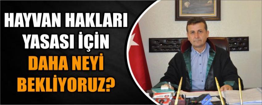 Hayvan Hakları Yasası İçin Daha Neyi Bekliyoruz?