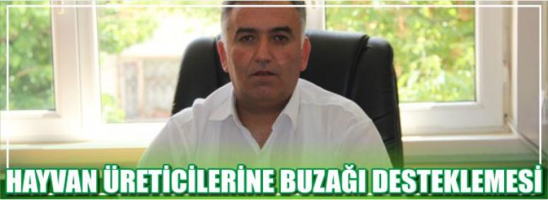 Hayvan Üreticilerine Buzağı Desteklemesi Alacak 