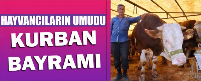 Hayvancıların Umudu Kurban Bayramı