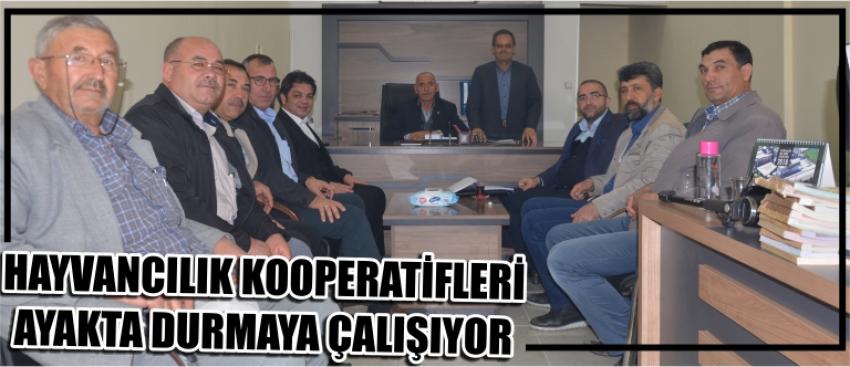 Hayvancılık Kooperatifleri Ayakta Durmaya Çalışıyor