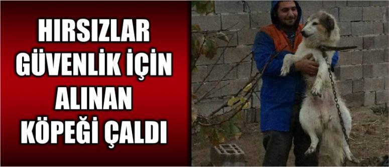 Hırsızlar Güvenlik İçin Alınan Köpeği Çaldı