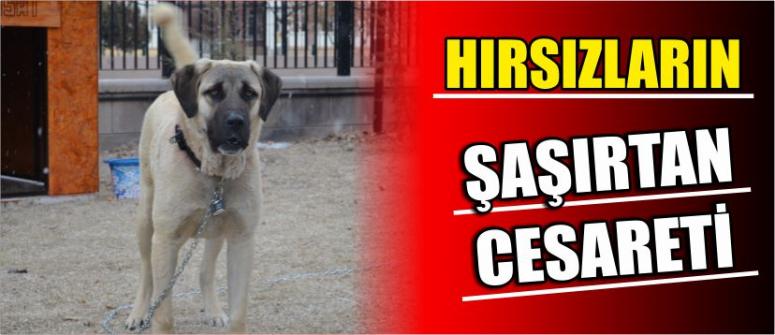 Hırsızın Şaşırtan Cesareti