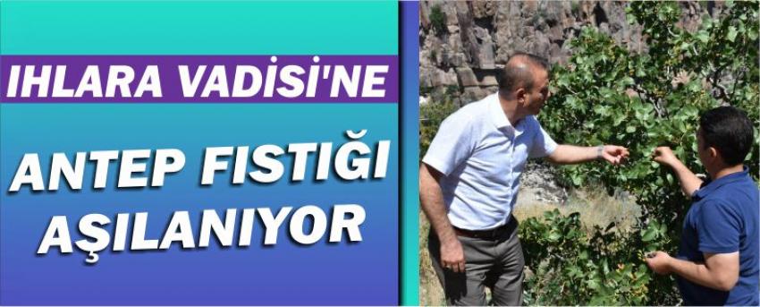 Ihlara Vadisi’ne Antep Fıstığı Aşılanıyor