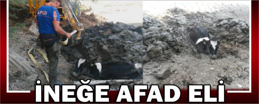 İneğe Afad Eli
