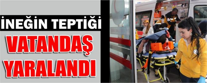 İneğin Teptiği Vatandaş Yaralandı