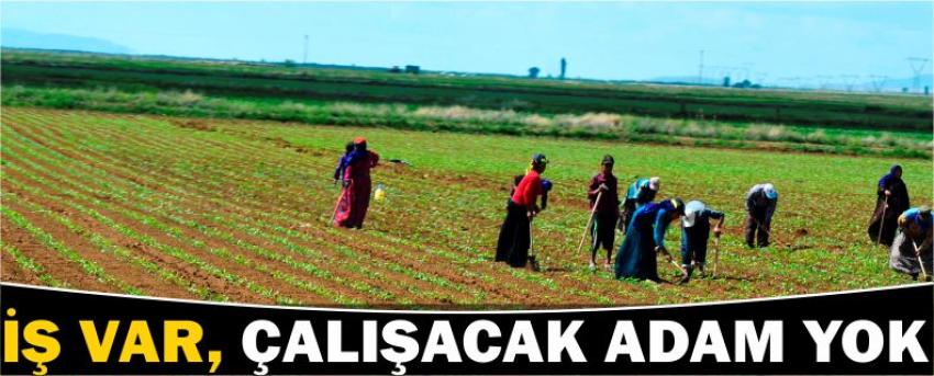 İş Var, Çalışacak Adam Yok