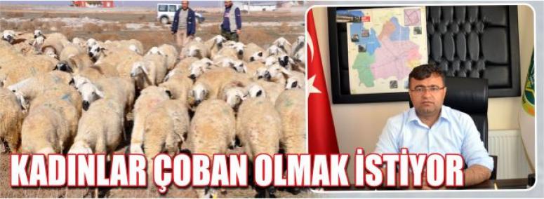 Kadınlar Çoban Olmak İstiyor