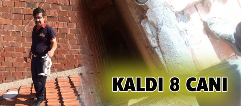 KALDI 8 CANI