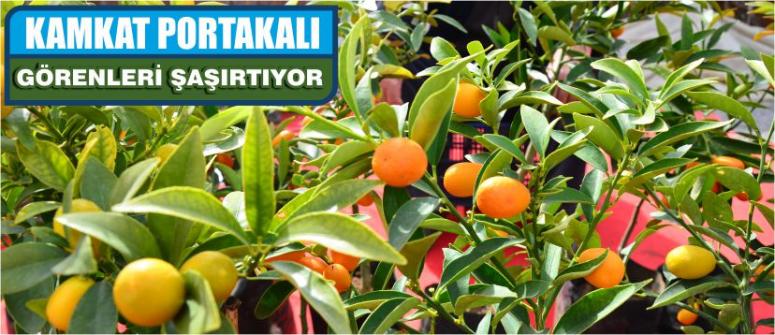 Kamkat Portakalı Görenleri Şaşırtıyor