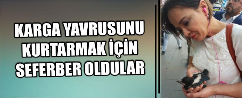 Karga Yavrusunu Kurtarmak İçin Seferber Oldular