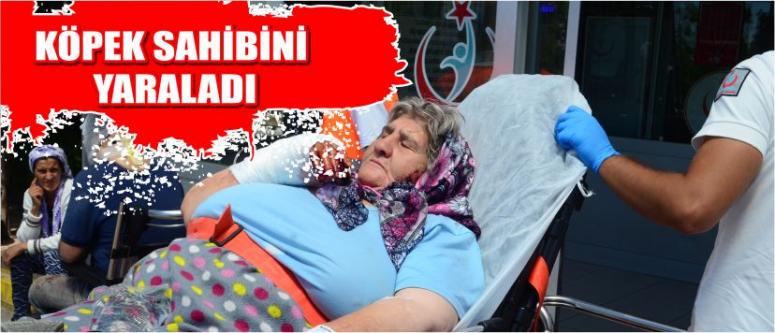 Köpek Sahibini Yaraladı