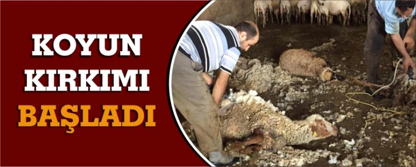 Koyun Kırkımı Başladı