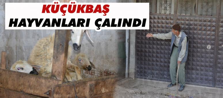 Küçükbaş Hayvanları Çalındı