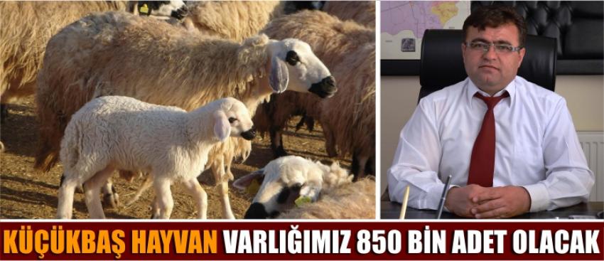 Küçükbaş Hayvan Varlığımız 850 Bin Adet Olacak