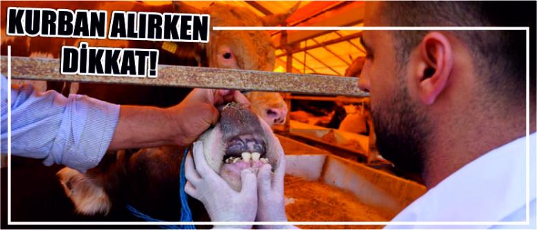 Kurban Alırken Dikkat!